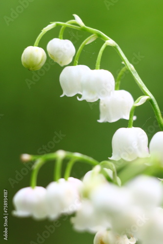 flowers on a green background