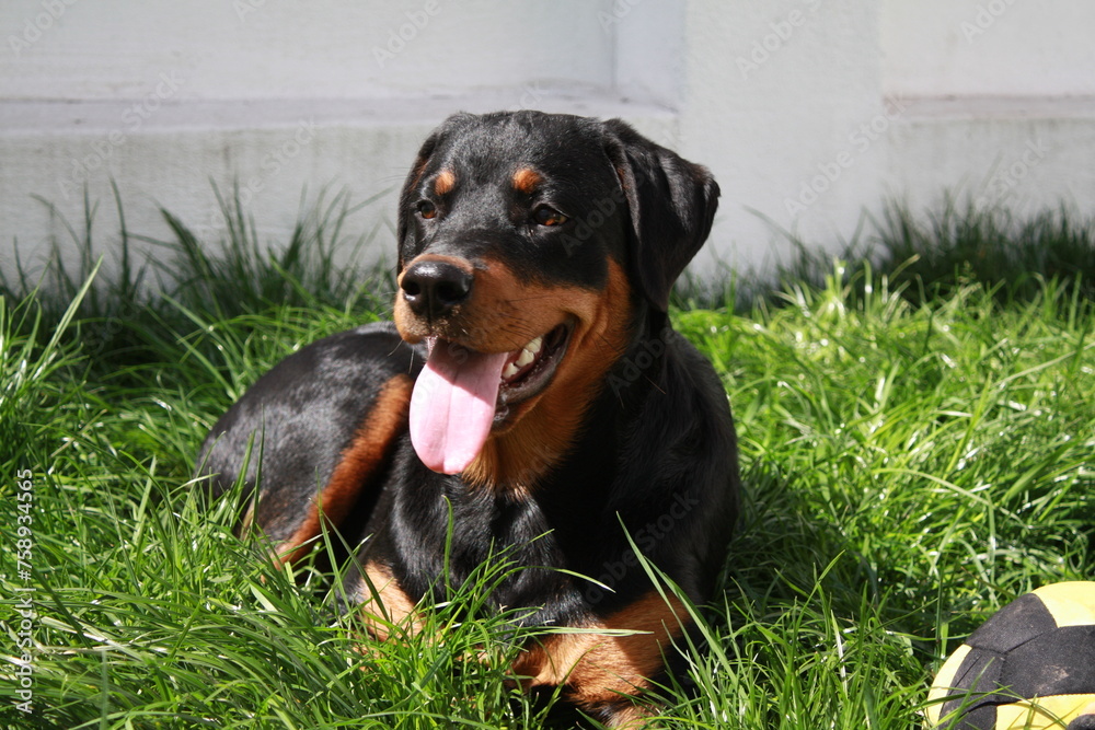 Rottweiller jouant dans le jardin avec une balle Rottweiller jouant dans le jardin avec une balle