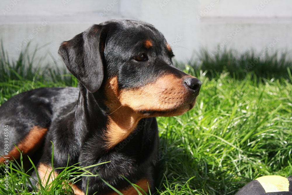 Fototapeta premium Rottweiller jouant dans le jardin avec une balle