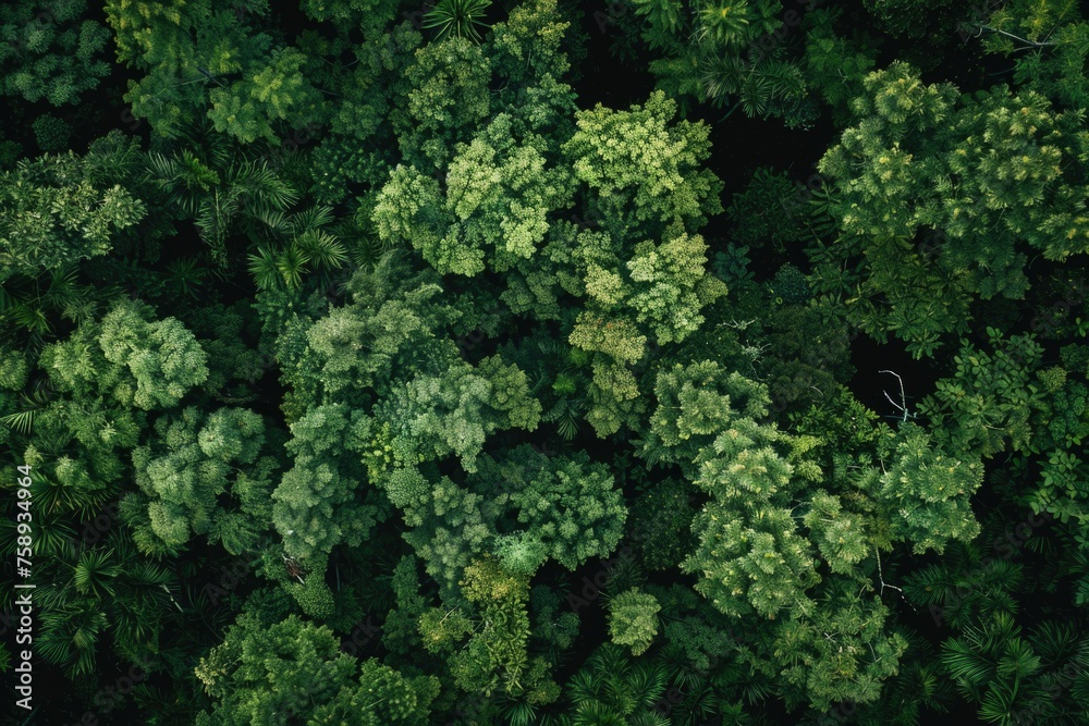 Aerial view of lush green forest, suitable for nature and environmental concepts