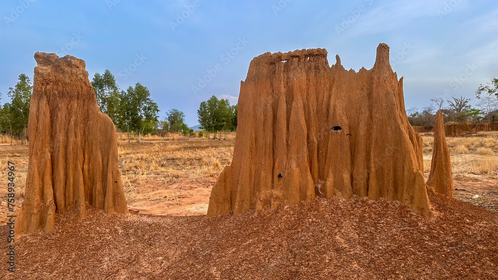 Fototapeta premium Lalu in Ta Phraya National Park, Sa Kaeo Province, Eastern Thailand.