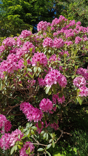 A close-up glimpse of the resplendent Rhododendron, where every petal whispers tales of beauty.