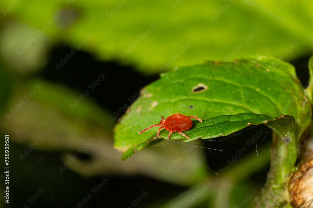 Close up macro Red velvet mite or Trombidiidae in natural environment Close up macro Red velvet mite or Trombidiidae in natural environment