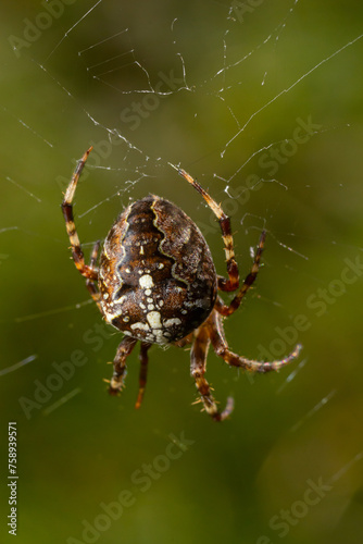 Spider Araneus diadematus with a cross on its back on a web against a tree background