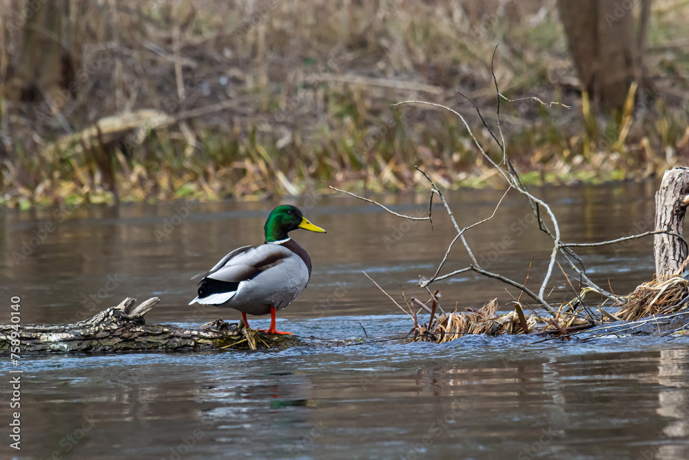 Fototapeta premium Mallard duck swimming on a pond picture with reflection in water. One mallard duck quacking on a lake