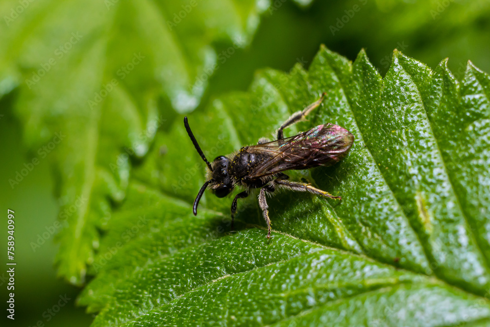 Closeup on a female furrow banded sweat bee, Lasioglossum zonulum, on a green leaf Closeup on a female furrow banded sweat bee, Lasioglossum zonulum, on a green leaf