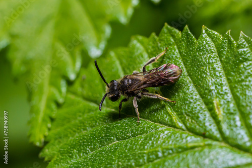 Closeup on a female furrow banded sweat bee, Lasioglossum zonulum, on a green leaf photo