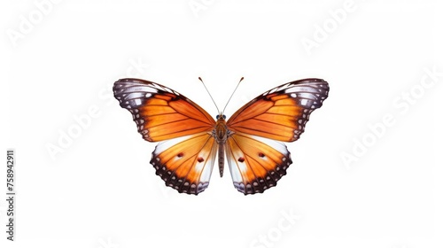 butterfly isolated on white