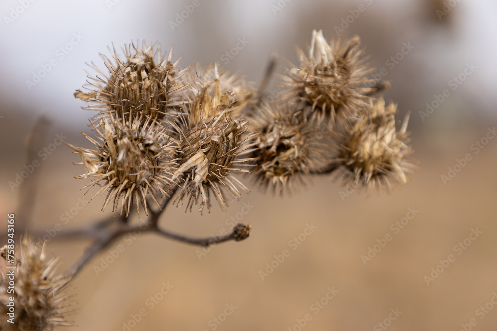 Dry burdock seeds, burdock seed pods, thorns. Dry burdock seeds, burdock seed pods, thorns.