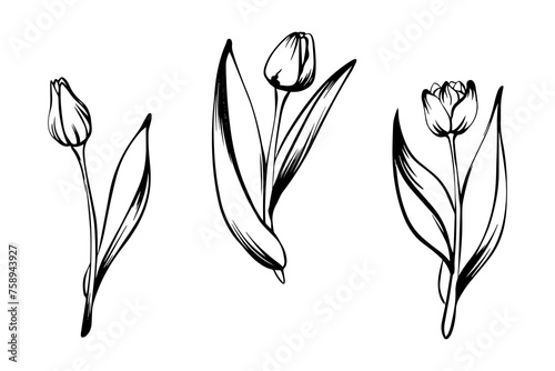 Set of tulips in sketch style, hand-drawn isolated on white background. Floral sketch for print designs, signage, flower shops, logos in black and white. Coloring book. 