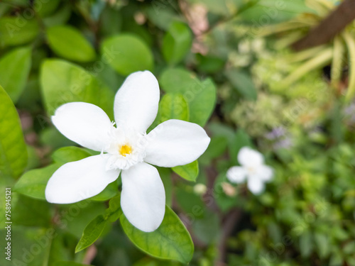 Wrightia antidysenterica or Tempel Jasmine is a species of flowering plant originating from the genus Wrightia