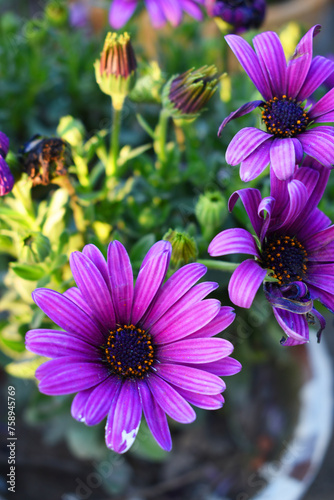 Blooming Purple Cape Marguerite daisy flowers close up, floral wallpaper background with cape marguerite flowers, bloom, garden