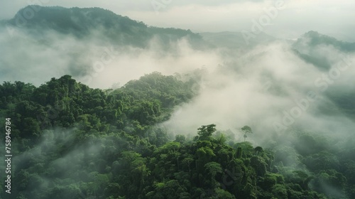 A serene view of a fog-covered forest. Perfect for nature-themed projects