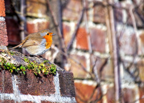 Photography Robin Red Breast (Erithacus rubecula) - Europe, western Asia & North Africa