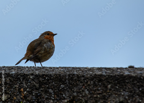 Photography Robin Red Breast (Erithacus rubecula) - Europe, western Asia & North Africa