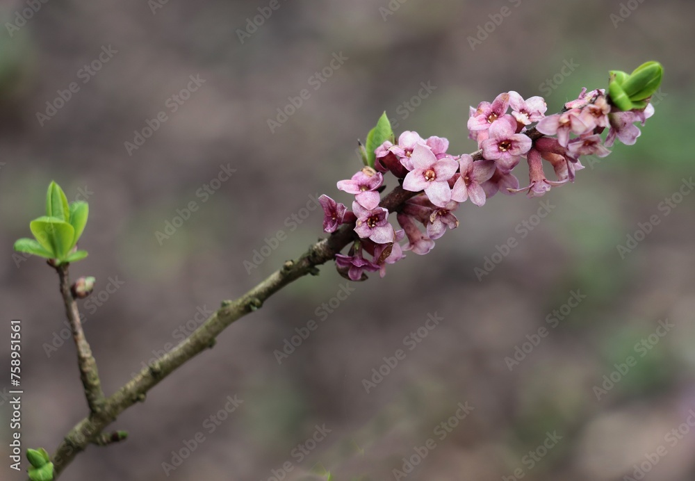pink flowers of Daphne mezereum at early spring pink flowers of Daphne mezereum at early spring
