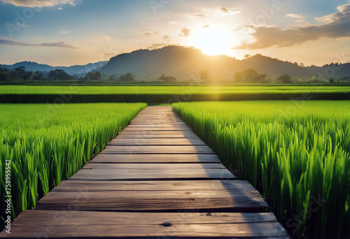 Wooden floor beside green rice field in the morning with sunray stock photoBackgrounds Sky Farm Sun Sunlight