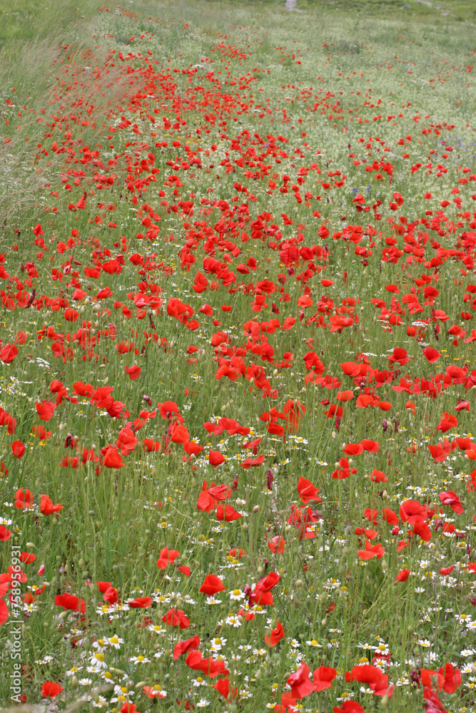 Closeup of a field of Poppies, Castelluccio di Norcia, Italy
