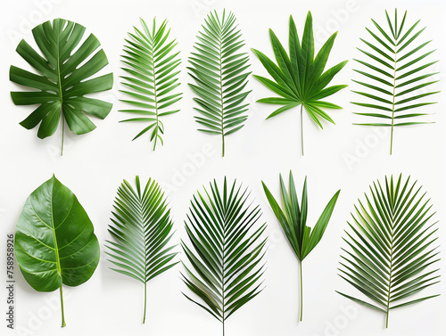 Palm leaf material isolated background,created with Generative AI tecnology.