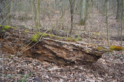 Verwitternder Baumstamm mit Mossbewuchs im Wald