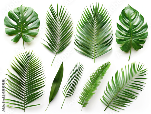 Palm leaf material isolated background,created with Generative AI tecnology.