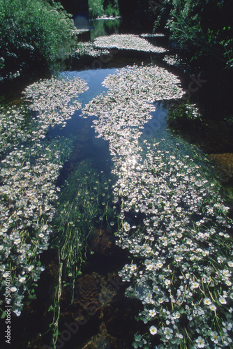pond in the park, Stream Water-Crowfoot, Ranunculus penicillatus ssp. pseudofluitans Gallura, Tempio Pausania, Sardinia, Italy photo