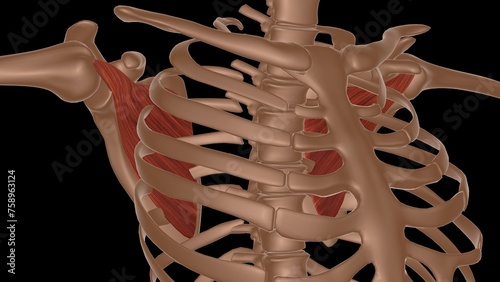 human female muscle anatomy for medical concept 3d rendering