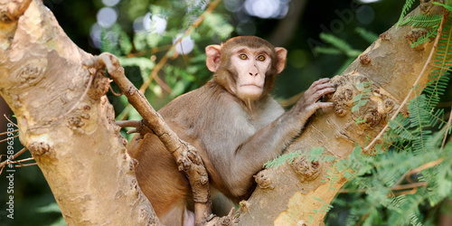 Photography Cute little monkey sits on tree trunk in public indian park against green plants