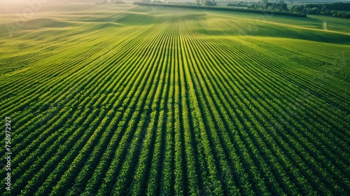 Aerial view of endless lush pastures and farmlands . Beautiful countryside with emerald green fields and meadows. Rural landscape on sunset. photo