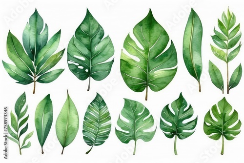 watercolor set of tropical leaves collection, tropical leaves background, tropical leaves set