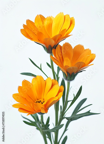 Orange flowers on a white background