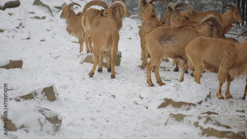 Barbary sheep (Ammotragus lervia) photo