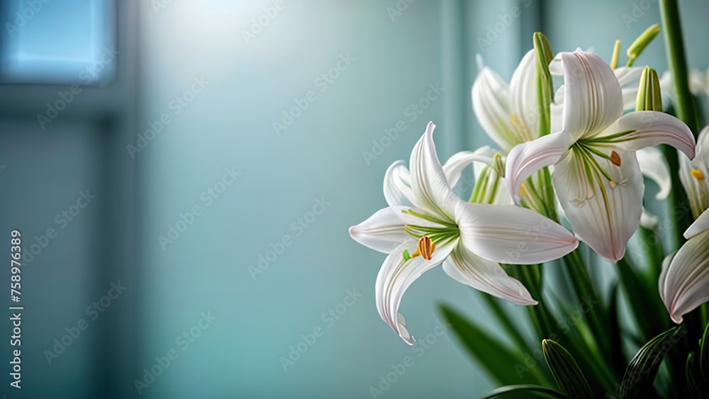 Fototapeta premium white artificial lilly flower on the blue background
