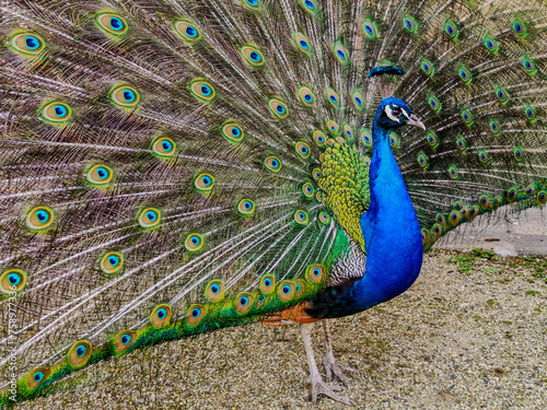 Peacock with colorful tail feathers. The gorgeous peacock proudly and beautifully unfurled its tail feathers.