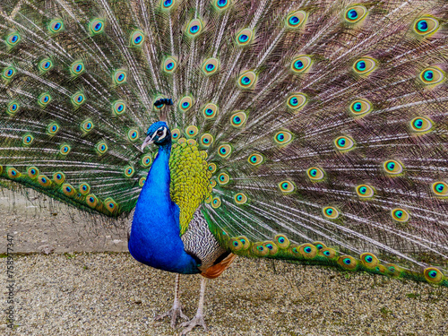 The gorgeous peacock proudly and beautifully unfurled its tail feathers. 