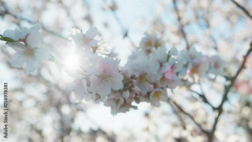 Spring Giving Life To White Petals Spring Giving Life To White Petals