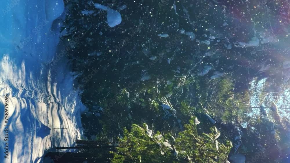 Vidéo Stock Beautiful winter forest landscape with sunlight. Pine ...