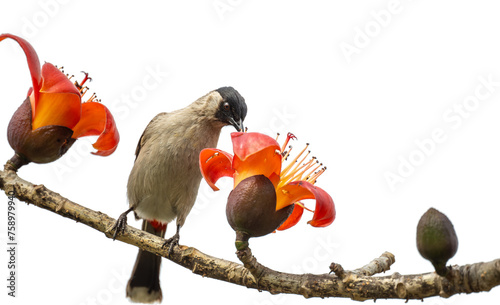 A sooty headed bulbul eating kapok flowers. Solid white background. photo