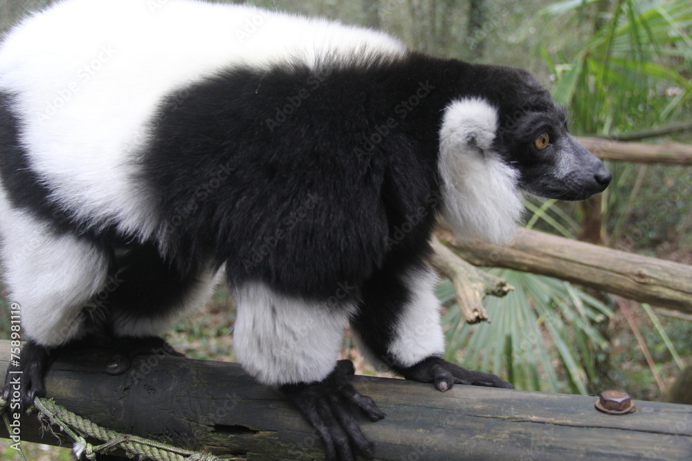 Vari noir et blanc - Maki noir et blanc - Lémurien de Madagascar -ph2