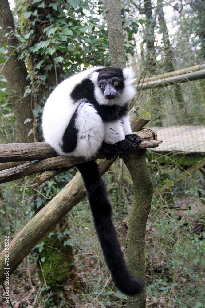 Vari noir et blanc - Maki noir et blanc - Lémurien de Madagascar -ph1