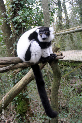 Obraz na płótnie Vari noir et blanc - Maki noir et blanc - Lémurien de Madagascar -ph1 w salonie