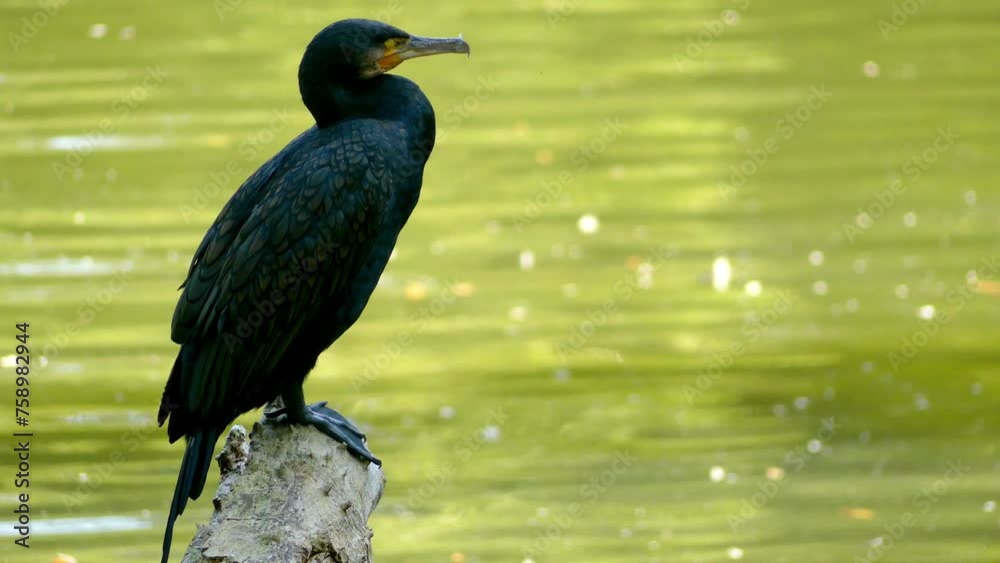 Double-crested cormorant (Phalacrocorax auritus)