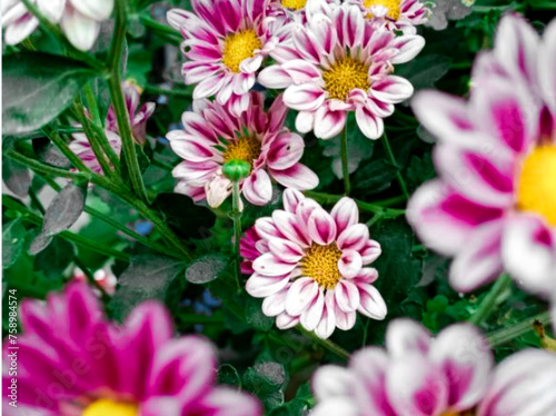 Autumn aster flowers of Aster Cordifolius Little Carlow.Autumnal asters blooming and decorating