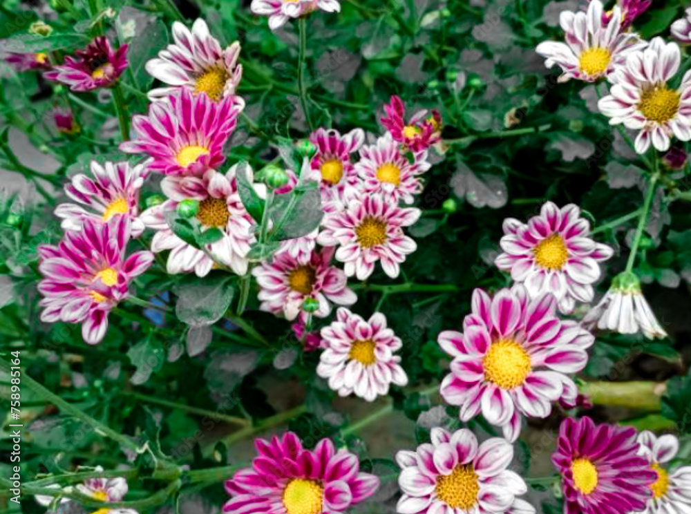 Autumn aster flowers of Aster Cordifolius Little Carlow.Autumnal asters blooming and decorating