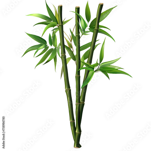 Bamboo Plant Isolated On Transparent Background.