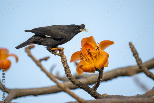 A myna is eating kapok. photo