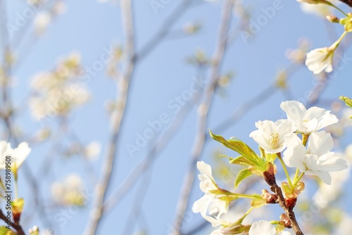 Beautiful cherry blossoms blooming against the blue sky