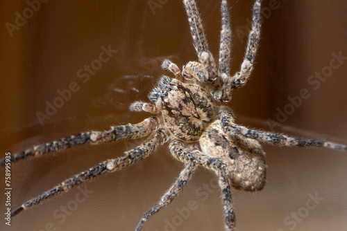 Nosferatu-Spinne mit deutlicher Zeichnung auf dem Rücken, Macro photo