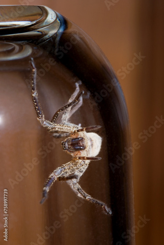 Nosferatu-Spinne, gefangen unter einem Glas, Nahaufnahme photo
