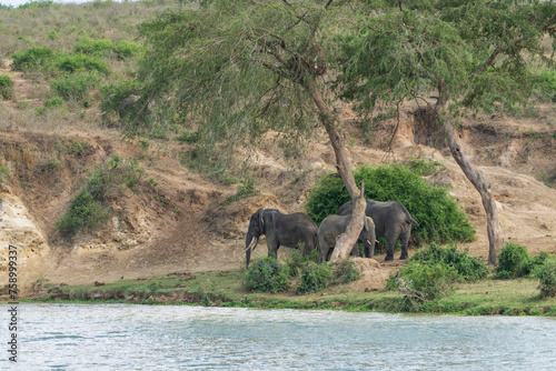 Photography African elephants in the wild